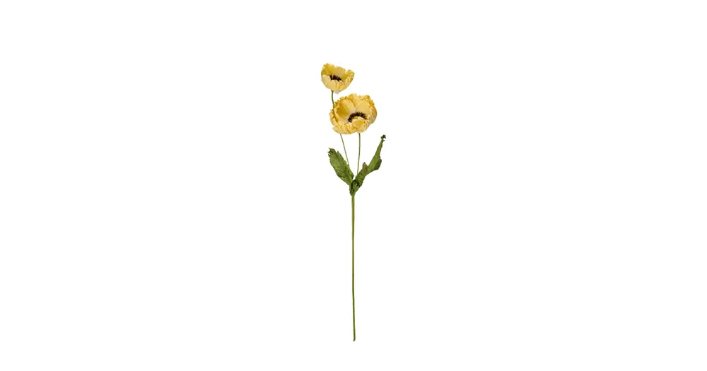 Vlčí mák Poppy Yellow Přímo Od Výrobce